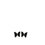 Black Butterfly Crystal Stud Earrings